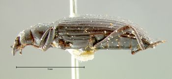 Media type: image;   Entomology 4720 Aspect: habitus lateral view